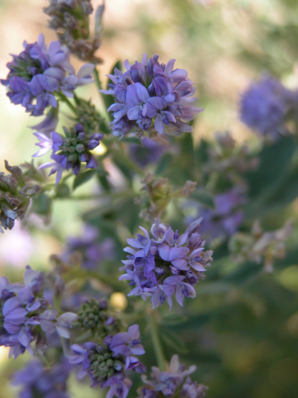 Medicago sativa